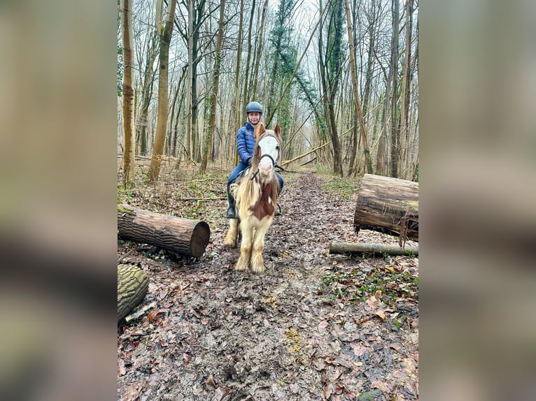 Tinker Ruin 5 Jaar 134 cm Gevlekt-paard in Bogaarden