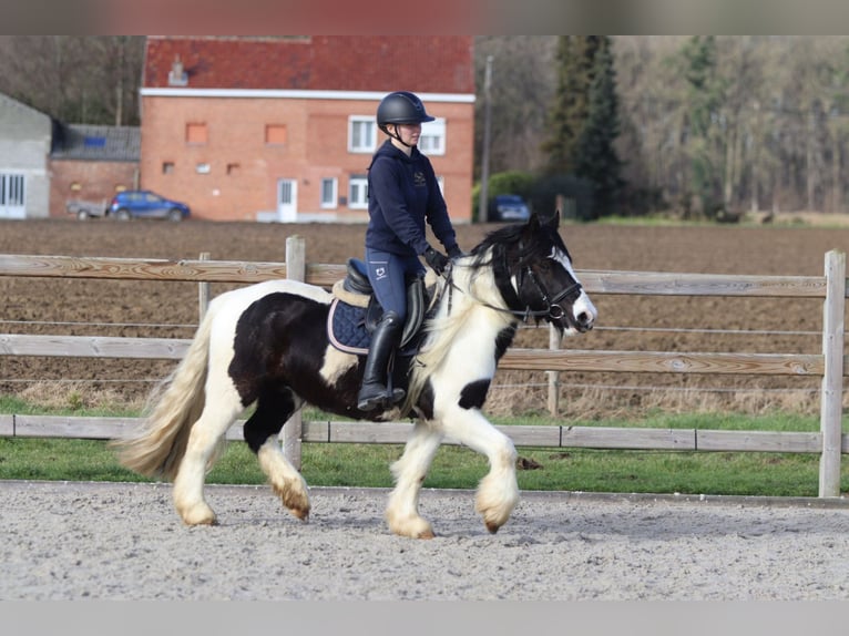 Tinker Ruin 5 Jaar 135 cm Gevlekt-paard in Pepingen