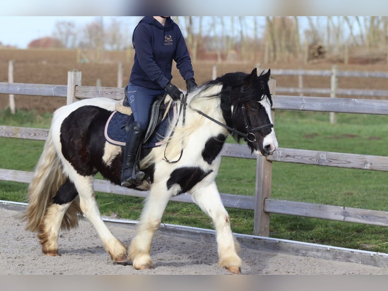 Tinker Ruin 5 Jaar 135 cm Gevlekt-paard in Pepingen