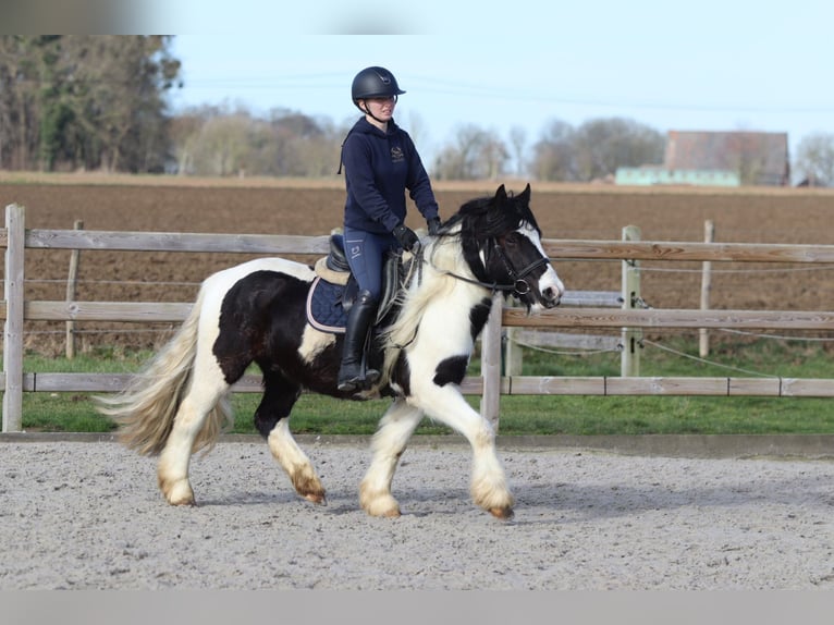 Tinker Ruin 5 Jaar 135 cm Gevlekt-paard in Pepingen