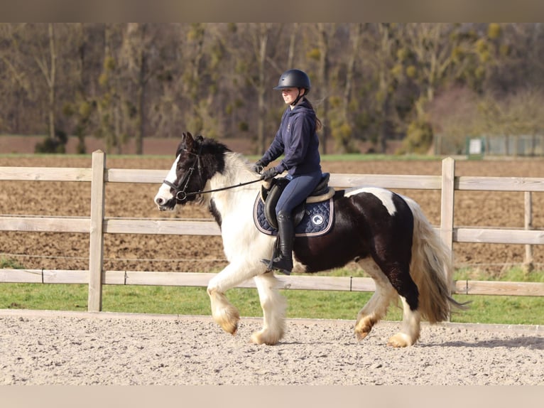 Tinker Ruin 5 Jaar 135 cm Gevlekt-paard in Pepingen