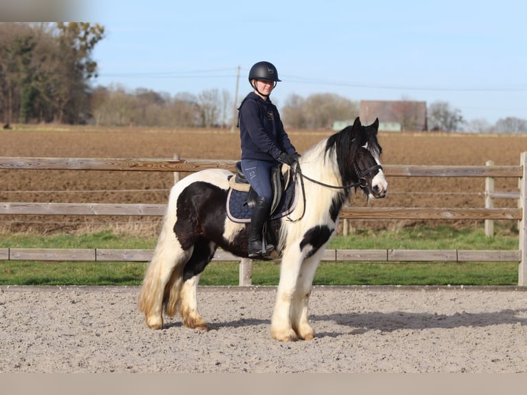 Tinker Ruin 5 Jaar 135 cm Gevlekt-paard in Pepingen