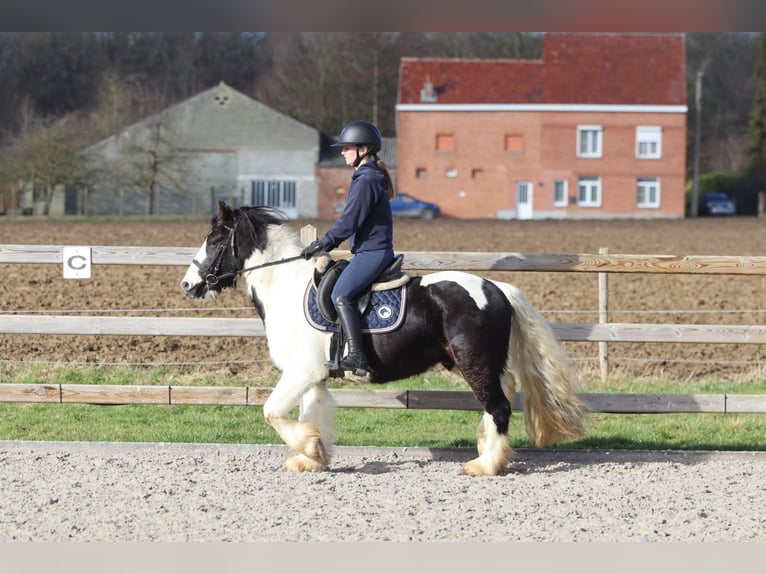 Tinker Ruin 5 Jaar 135 cm Gevlekt-paard in Pepingen