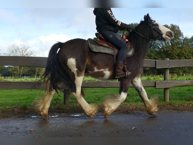 Tinker Ruin 5 Jaar 137 cm Gevlekt-paard in Lathen