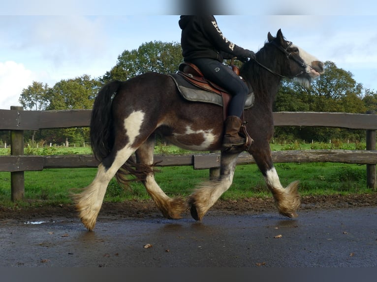 Tinker Ruin 5 Jaar 137 cm Gevlekt-paard in Lathen