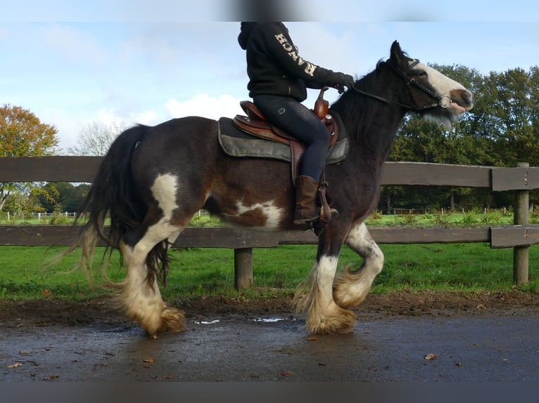 Tinker Ruin 5 Jaar 137 cm Gevlekt-paard in Lathen