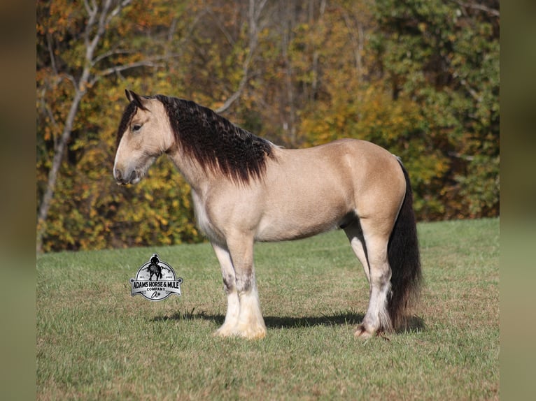 Tinker Ruin 5 Jaar 142 cm Buckskin in Mount Vernon