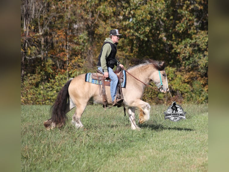 Tinker Ruin 5 Jaar 142 cm Buckskin in Mount Vernon