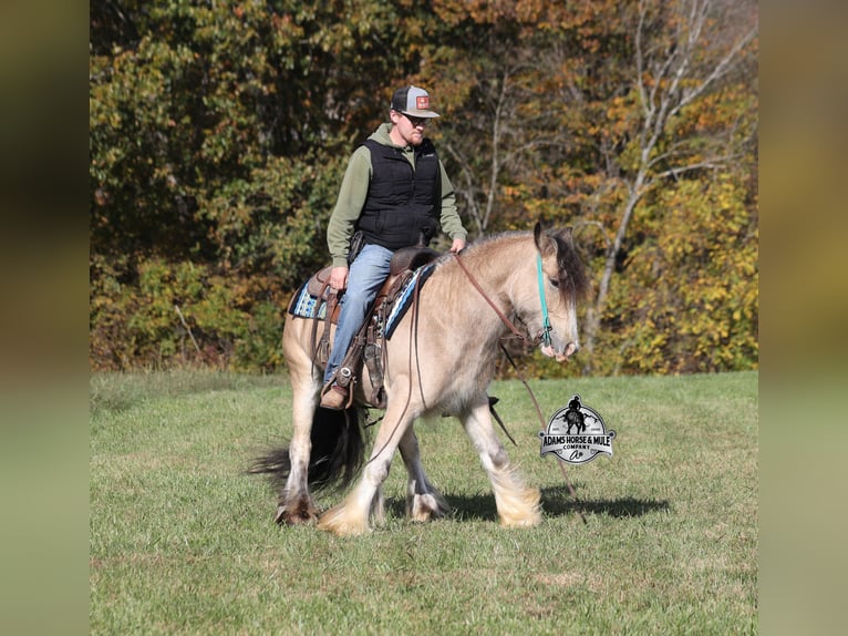Tinker Ruin 5 Jaar 142 cm Buckskin in Mount Vernon