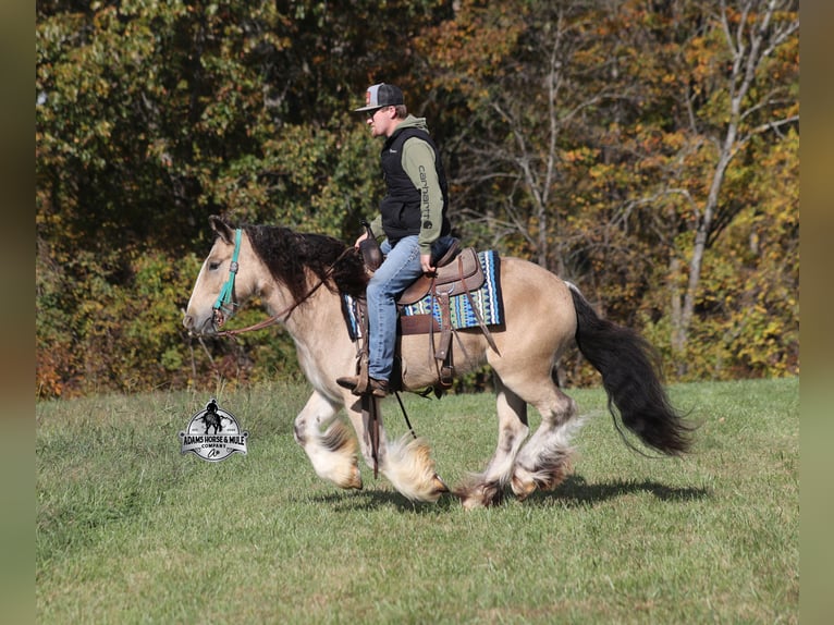 Tinker Ruin 5 Jaar 142 cm Buckskin in Mount Vernon