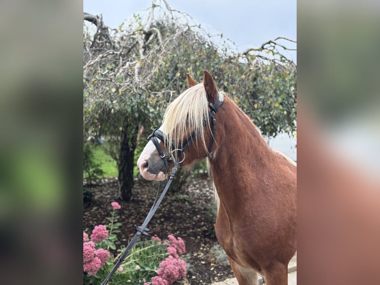 Tinker Ruin 5 Jaar 142 cm Donkere-vos in Iggingen