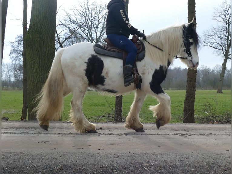 Tinker Ruin 5 Jaar 142 cm Gevlekt-paard in Lathen