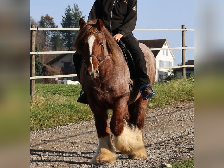 Tinker Ruin 5 Jaar 144 cm Roan-Red in Besenbüren