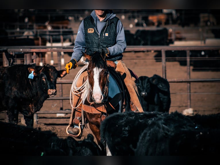 Tinker Mix Ruin 5 Jaar 145 cm Gevlekt-paard in Amarillo