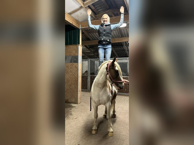 Tinker Ruin 5 Jaar 145 cm Gevlekt-paard in Rolofshagen