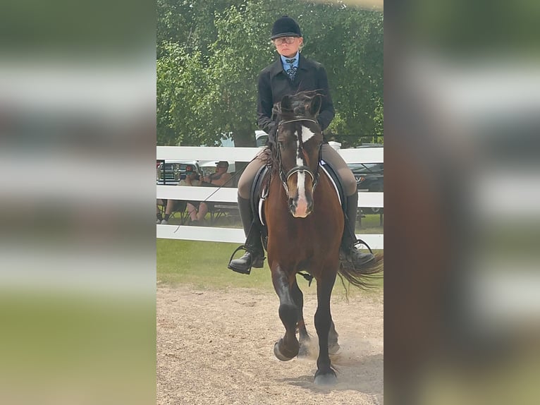 Tinker Mix Ruin 5 Jaar 145 cm Roodbruin in Pickett