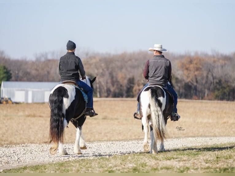 Tinker Mix Ruin 5 Jaar 147 cm Gevlekt-paard in Fairbank