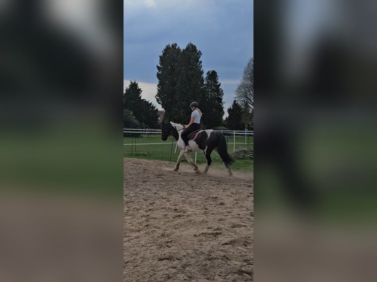 Tinker Ruin 5 Jaar 150 cm Gevlekt-paard in Drebber