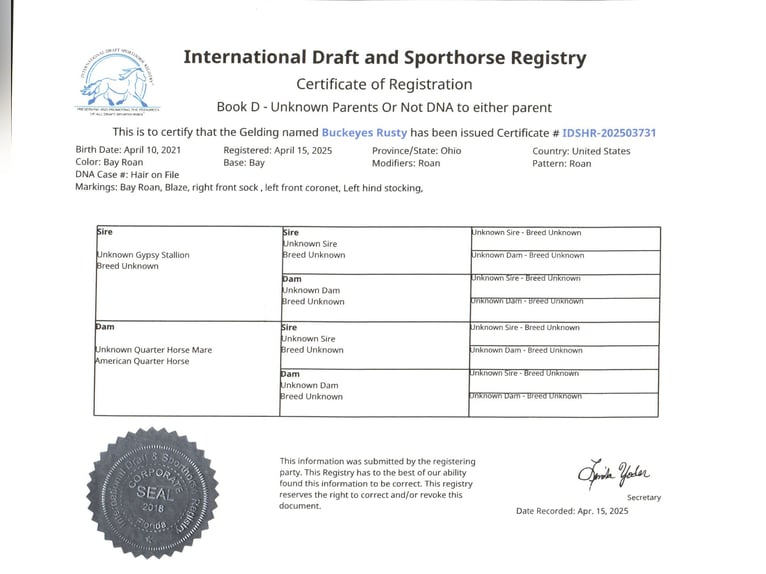 Tinker Mix Ruin 5 Jaar 150 cm Roan-Bay in Millersburg