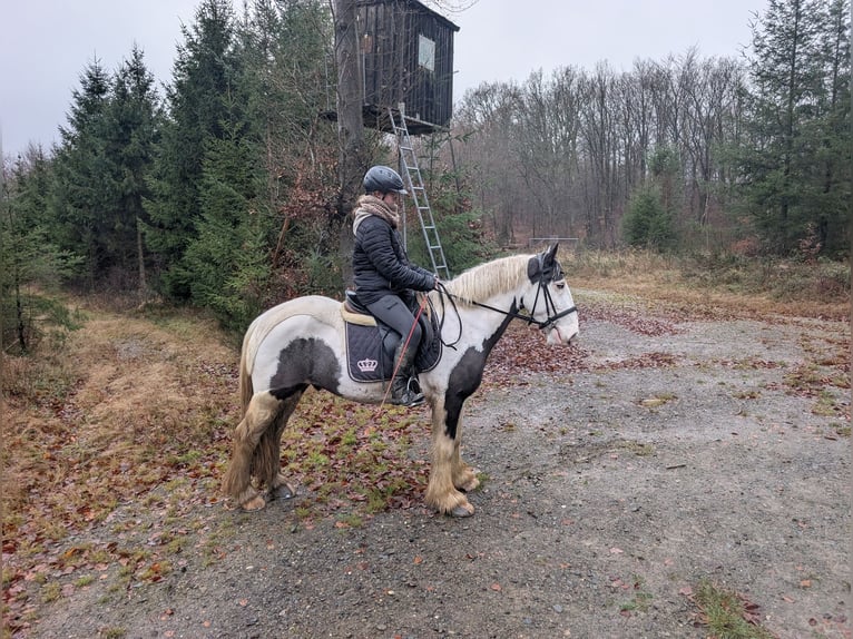 Tinker Ruin 5 Jaar 152 cm Gevlekt-paard in Morsbach