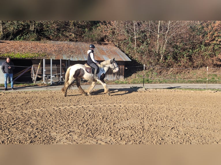 Tinker Ruin 5 Jaar 152 cm Gevlekt-paard in Morsbach