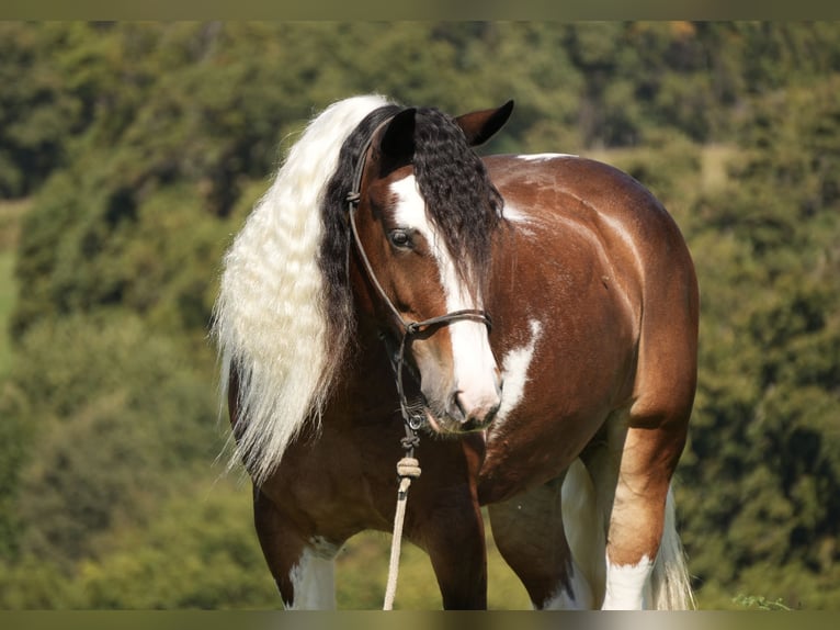 Tinker Mix Ruin 5 Jaar 152 cm Gevlekt-paard in Fresno