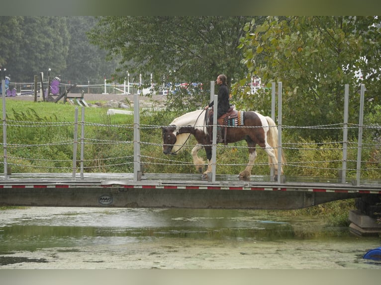 Tinker Mix Ruin 5 Jaar 152 cm Gevlekt-paard in Fresno
