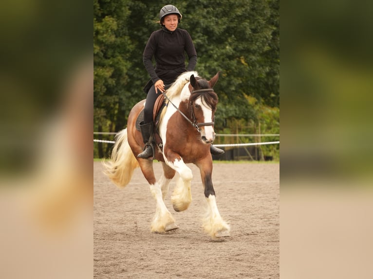 Tinker Mix Ruin 5 Jaar 152 cm Gevlekt-paard in Fresno