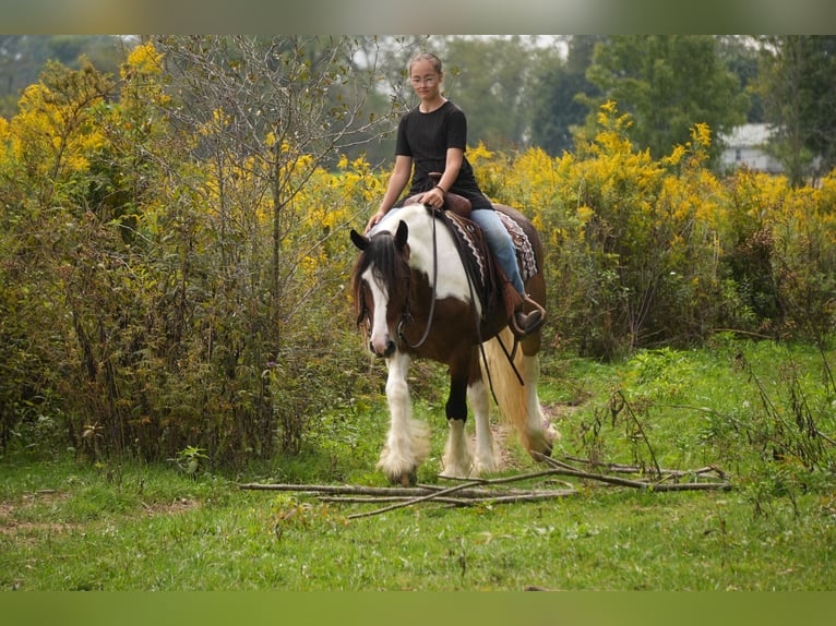 Tinker Mix Ruin 5 Jaar 152 cm Gevlekt-paard in Fresno