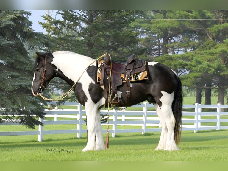 Tinker Mix Ruin 5 Jaar 152 cm Gevlekt-paard in Independence