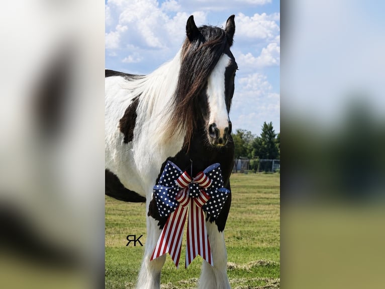 Tinker Ruin 5 Jaar 152 cm Gevlekt-paard in Roswell