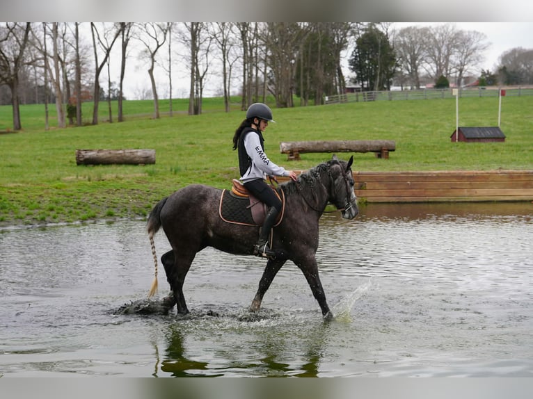 Tinker Mix Ruin 5 Jaar 152 cm Schimmel in Clover