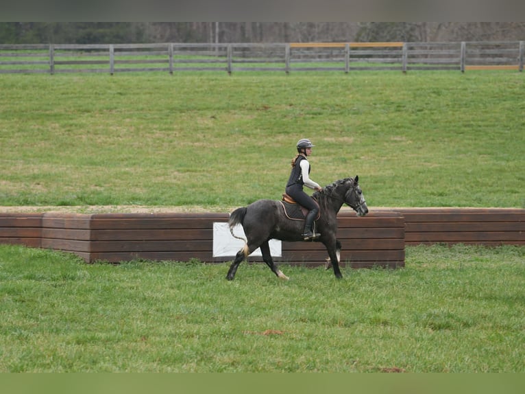 Tinker Mix Ruin 5 Jaar 152 cm Schimmel in Clover