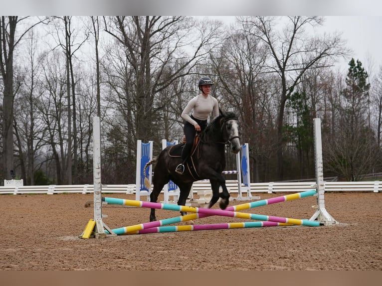 Tinker Mix Ruin 5 Jaar 152 cm Schimmel in Clover