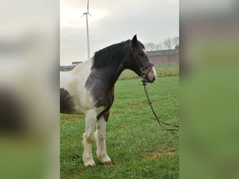 Tinker Ruin 5 Jaar 153 cm Gevlekt-paard in Geilenkirchen