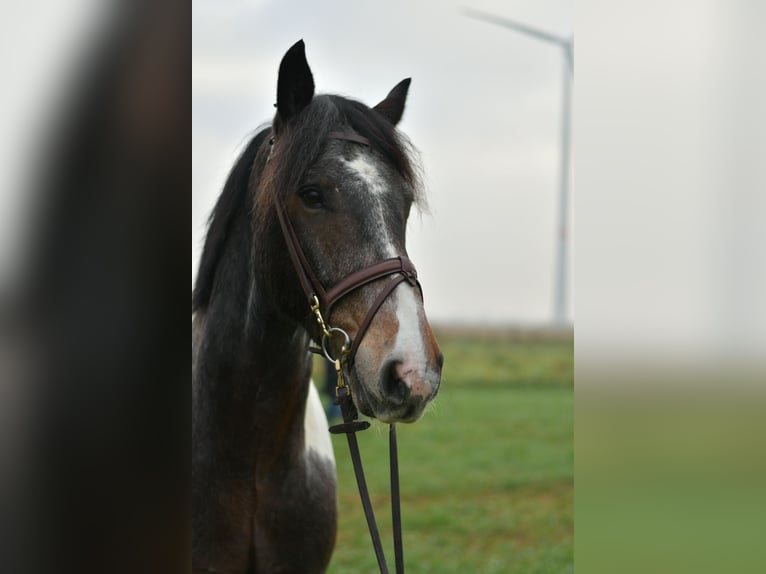 Tinker Ruin 5 Jaar 153 cm Gevlekt-paard in Geilenkirchen
