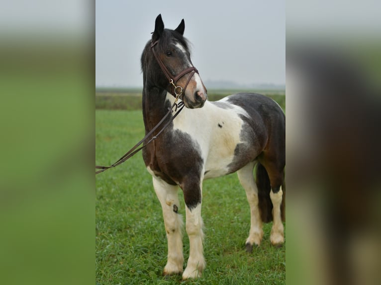 Tinker Ruin 5 Jaar 153 cm Gevlekt-paard in Geilenkirchen