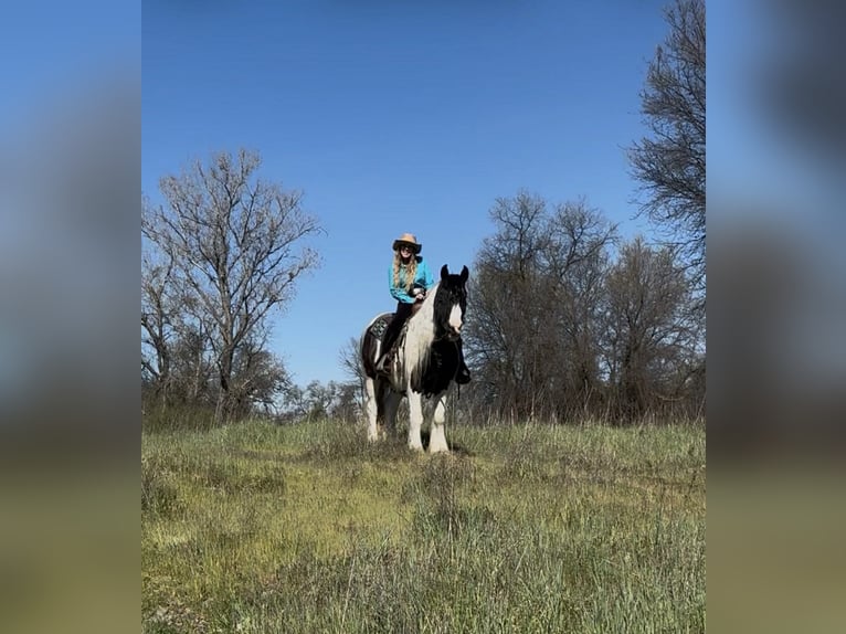 Tinker Ruin 5 Jaar 155 cm Gevlekt-paard in Gerber