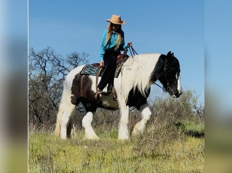 Tinker Ruin 5 Jaar 155 cm Gevlekt-paard in Gerber