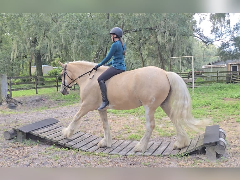 Tinker Ruin 5 Jaar 163 cm Palomino in Weirsdale