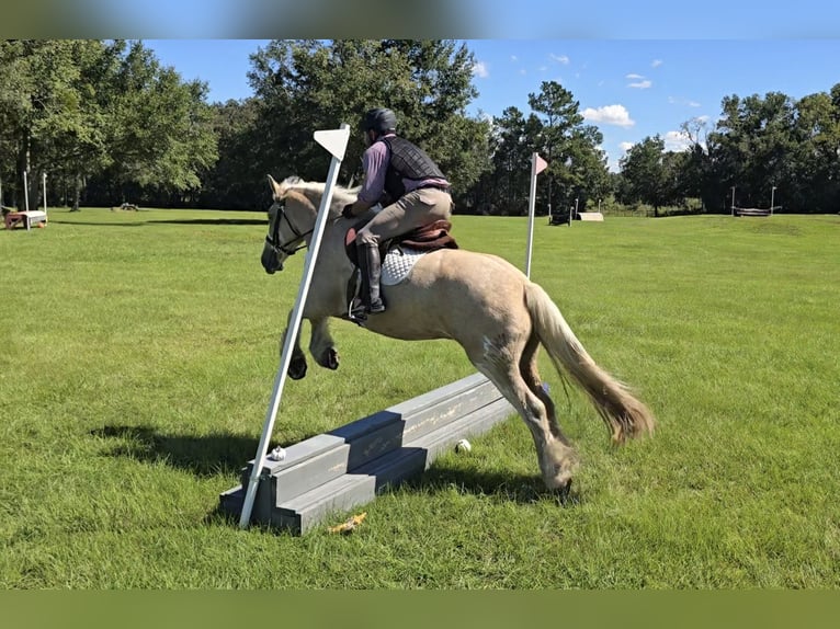 Tinker Ruin 5 Jaar 163 cm Palomino in Weirsdale