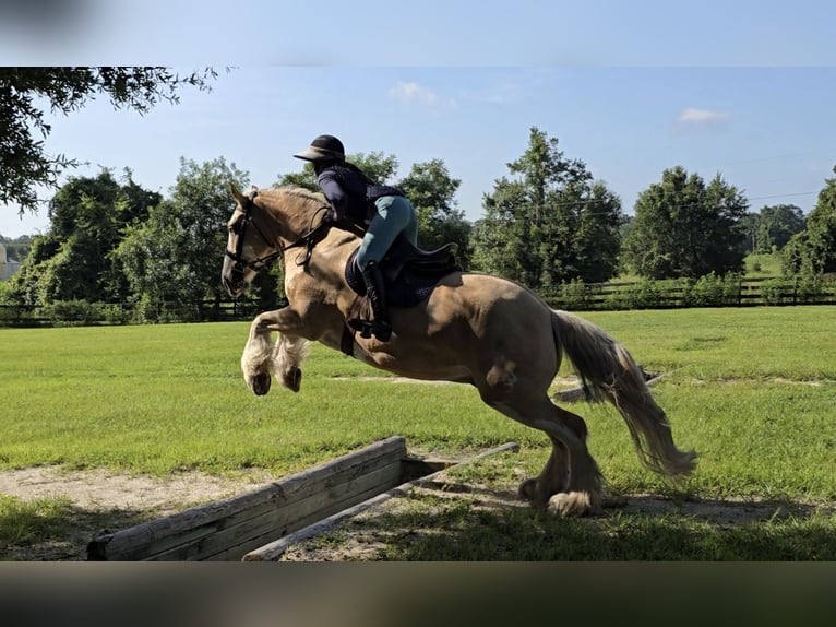 Tinker Ruin 5 Jaar 163 cm Palomino in Weirsdale