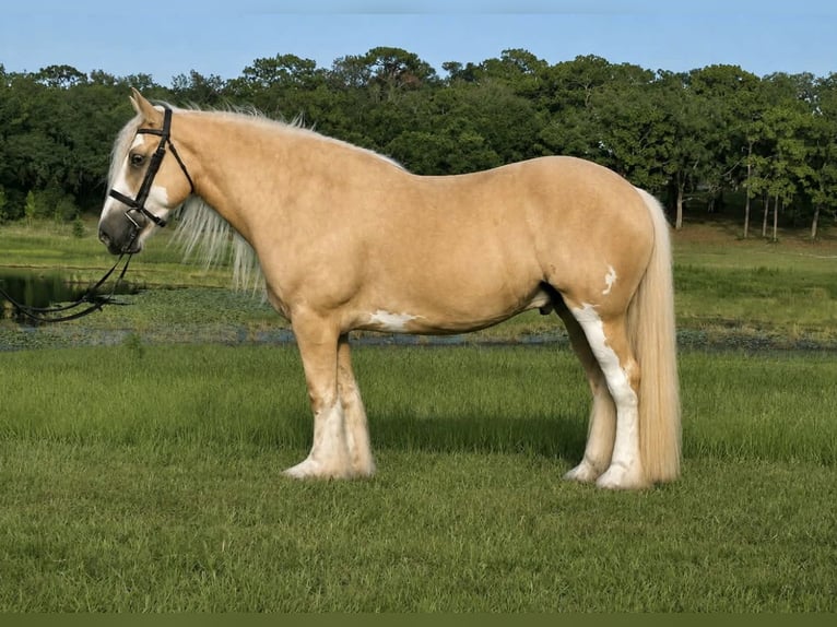 Tinker Ruin 5 Jaar 163 cm Palomino in Weirsdale