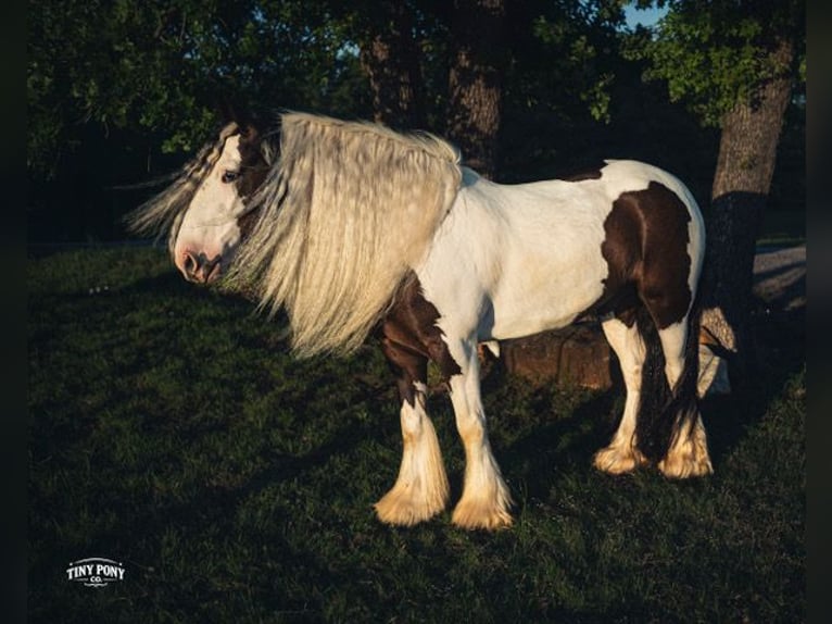 Tinker Ruin 5 Jaar Gevlekt-paard in Jacksboro