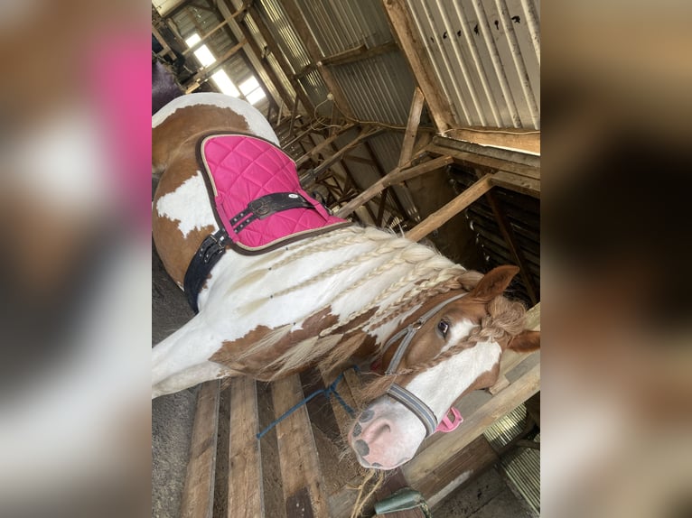Tinker Ruin 5 Jaar Gevlekt-paard in Schermbeck