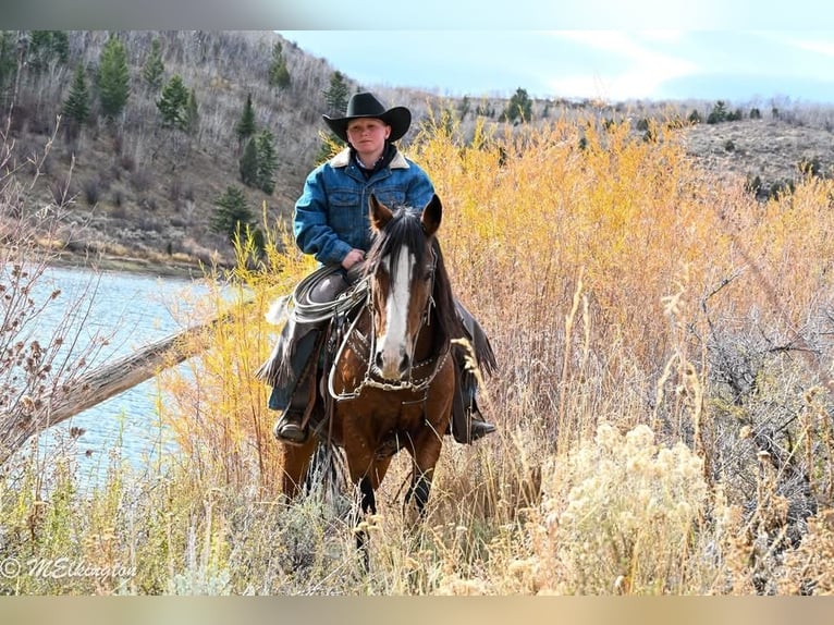 Tinker Mix Ruin 5 Jaar Roodbruin in Rigby
