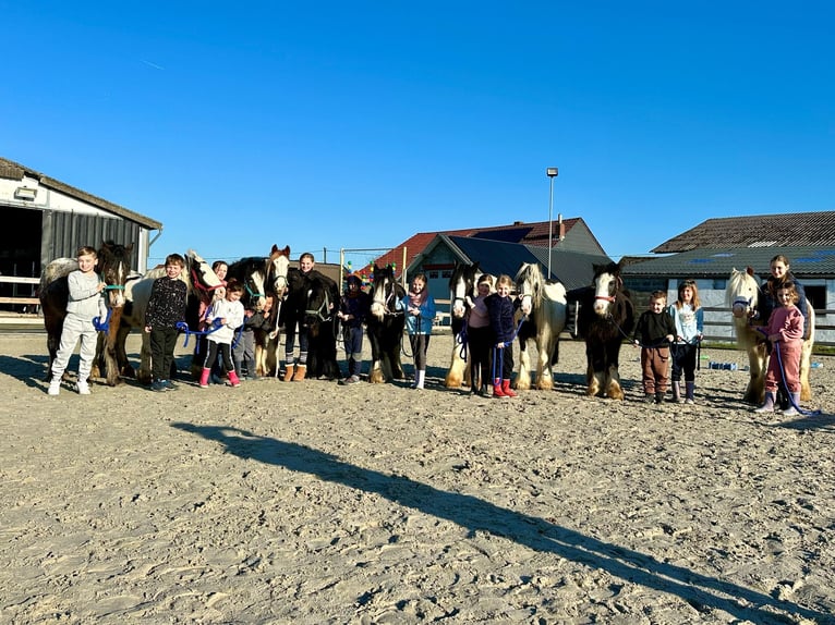 Tinker Ruin 6 Jaar 120 cm Gevlekt-paard in Bogaarden