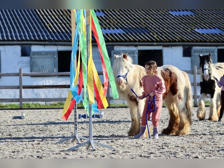 Tinker Ruin 6 Jaar 120 cm Gevlekt-paard in Bogaarden