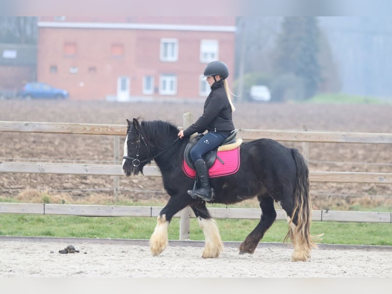 Tinker Ruin 6 Jaar 125 cm Zwart in Bogaarden