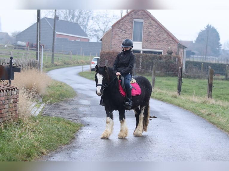 Tinker Ruin 6 Jaar 125 cm Zwart in Bogaarden